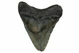 Juvenile Megalodon Tooth - South Carolina #353288-1